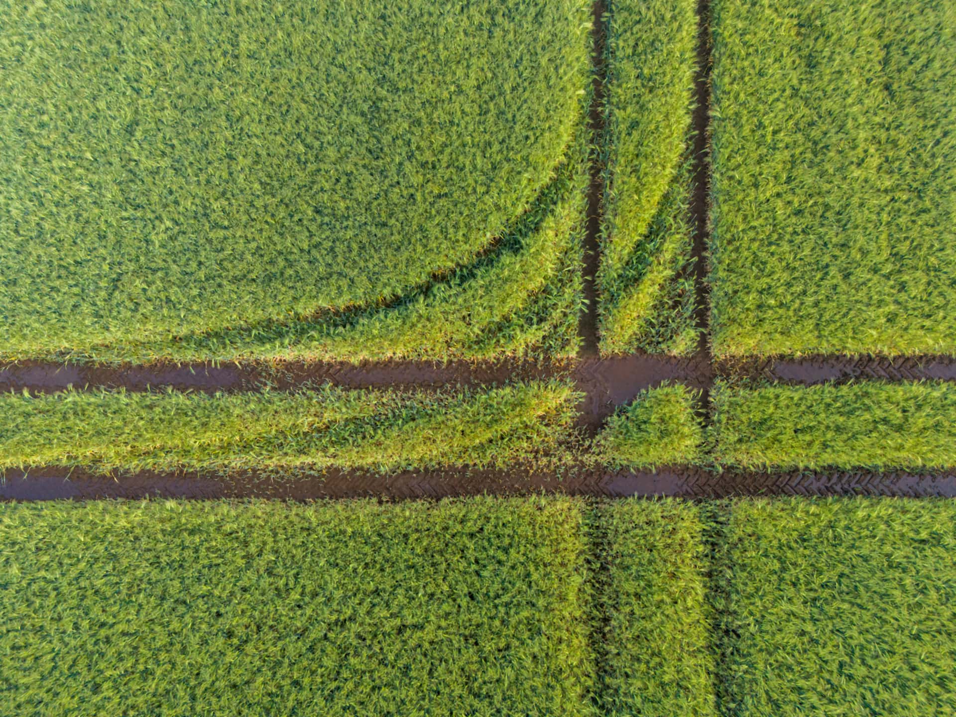 Letecký pohľad na zelené obilné polia od dronu